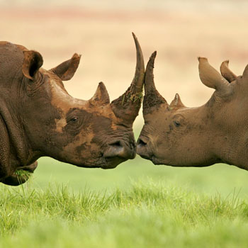 Kenya’da foto-safariye var mısınız?