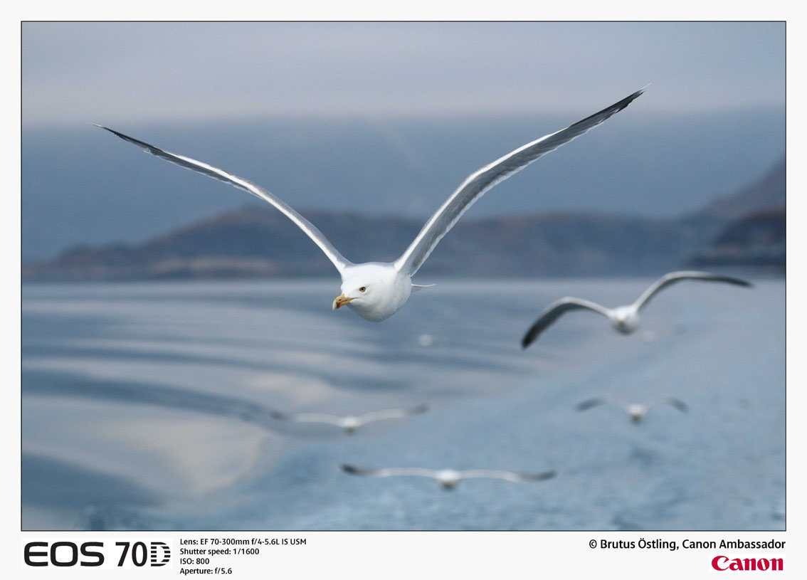 Canon 70d Примеры Фотографий
