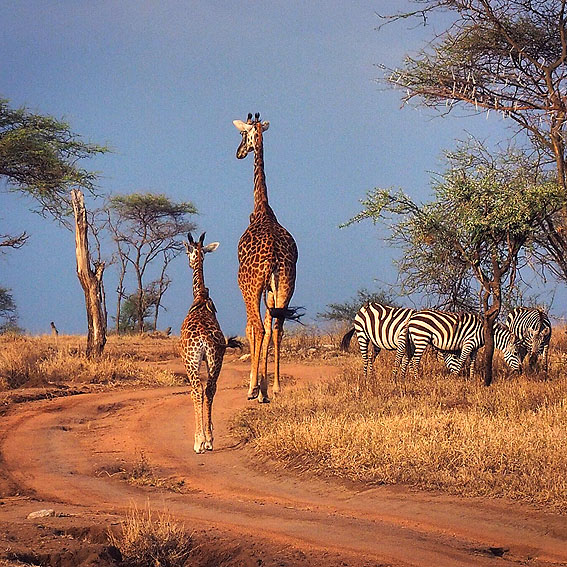 Aynasız fotoğraf makinesi ile safari çekilir mi?